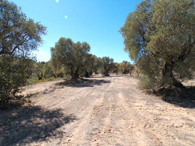 Terreno en Venta en Calaceite