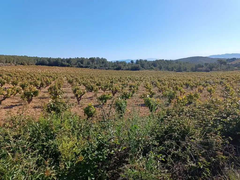 Rustikales Grundstück zum Verkauf in Sant Julià, imagen 4
