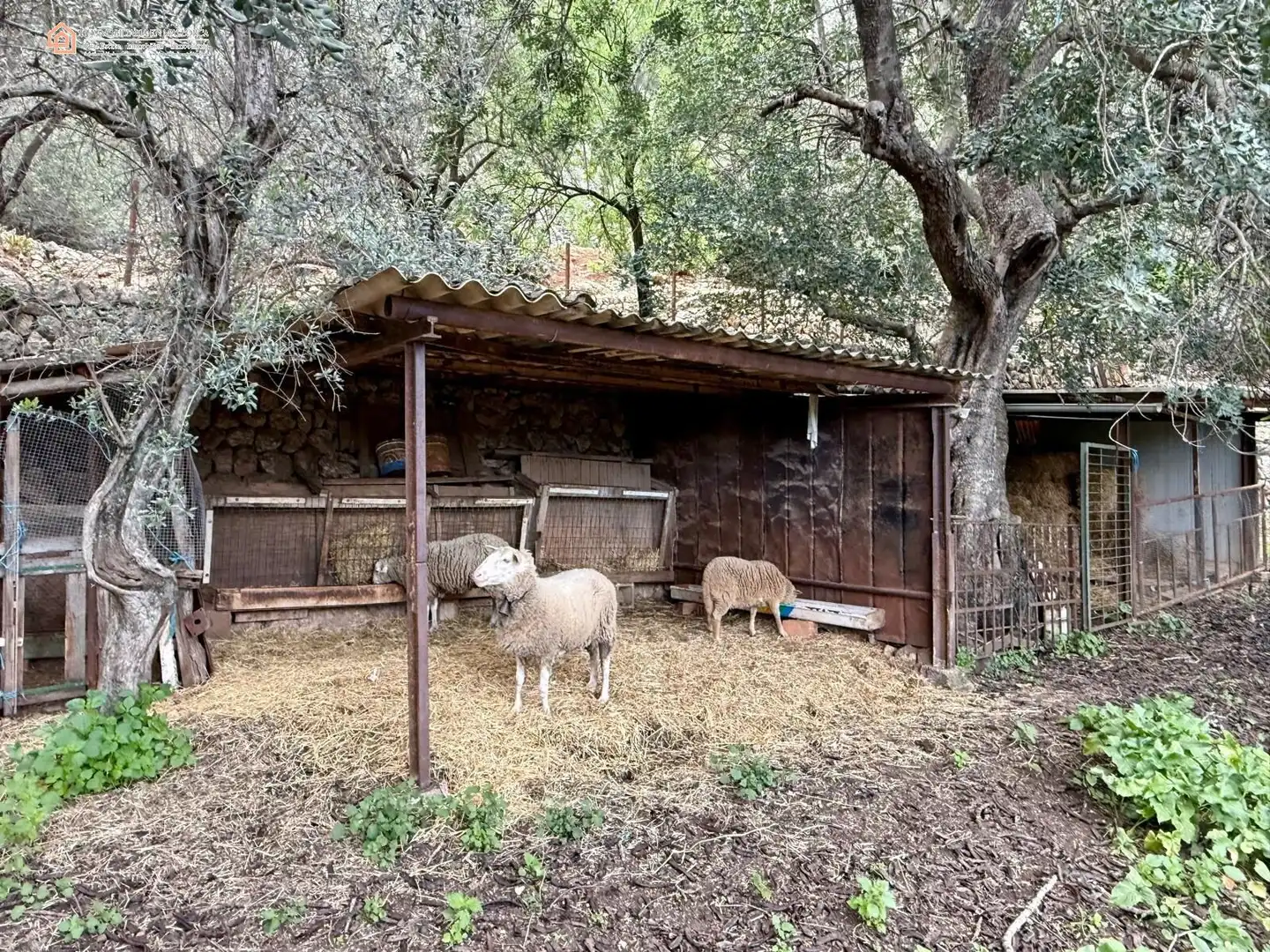 Casa rústica en venta en Camino Fornalutx 1, imagen 22