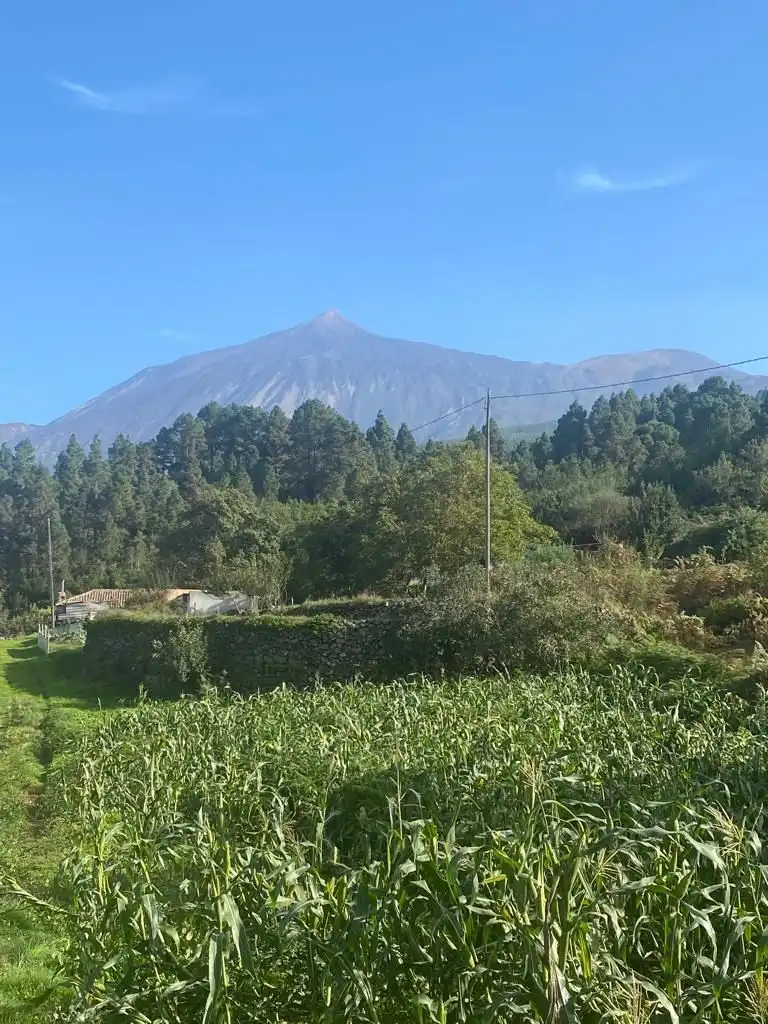 Vista exterior de Terreny en venda en Icod de los Vinos