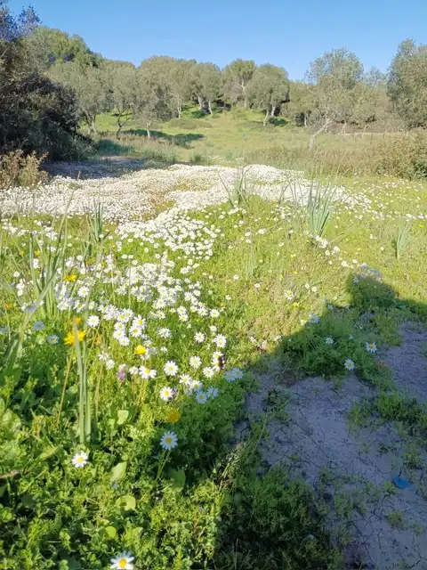 Terrain rustique à vendre à Vejer, imagen 2