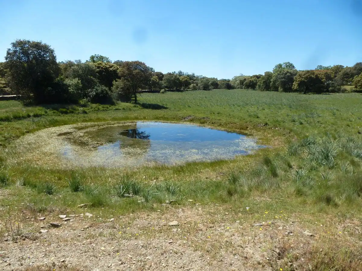 Terreni e lotti in vendita a Madroñera, imagen 6