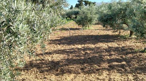 Foto 3 de Finca rústica en venda a Las Lagunas - Campano, Cádiz