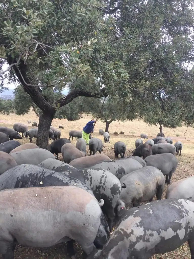 Vista exterior de Finca rústica en venda en Almadén de la Plata amb Calefacció i Terrassa