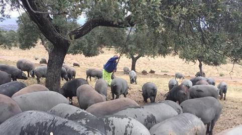 Foto 4 de Finca rústica en venda a  Almadén de la Plata, Almadén de la Plata, Sevilla