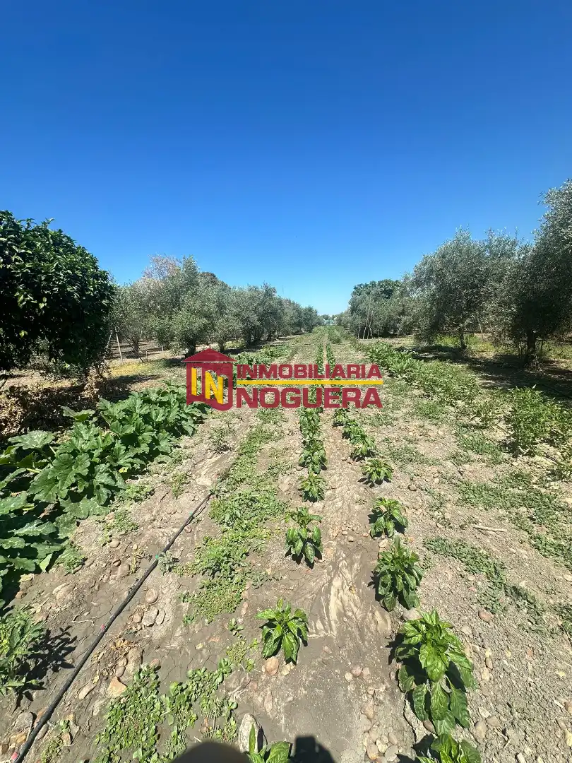 Terreny rústic en venda a La Carlota, imagen 41