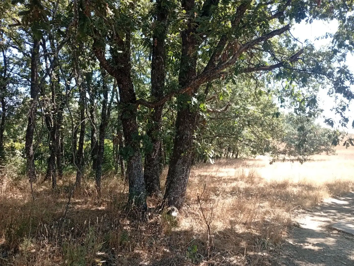 Terreni e lotti in vendita a Villanueva de la Vera, imagen 12