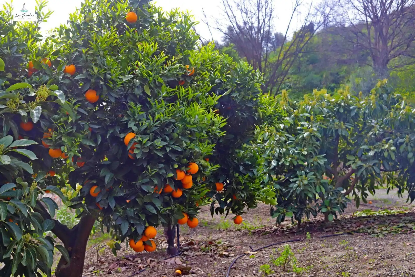 Jardí de Casa o xalet en venda en Carratraca amb Aire condicionat, Jardí privat i Terrassa
