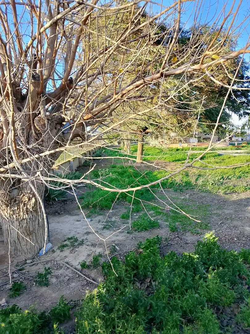 Finca rústica en venta en Daya Nueva