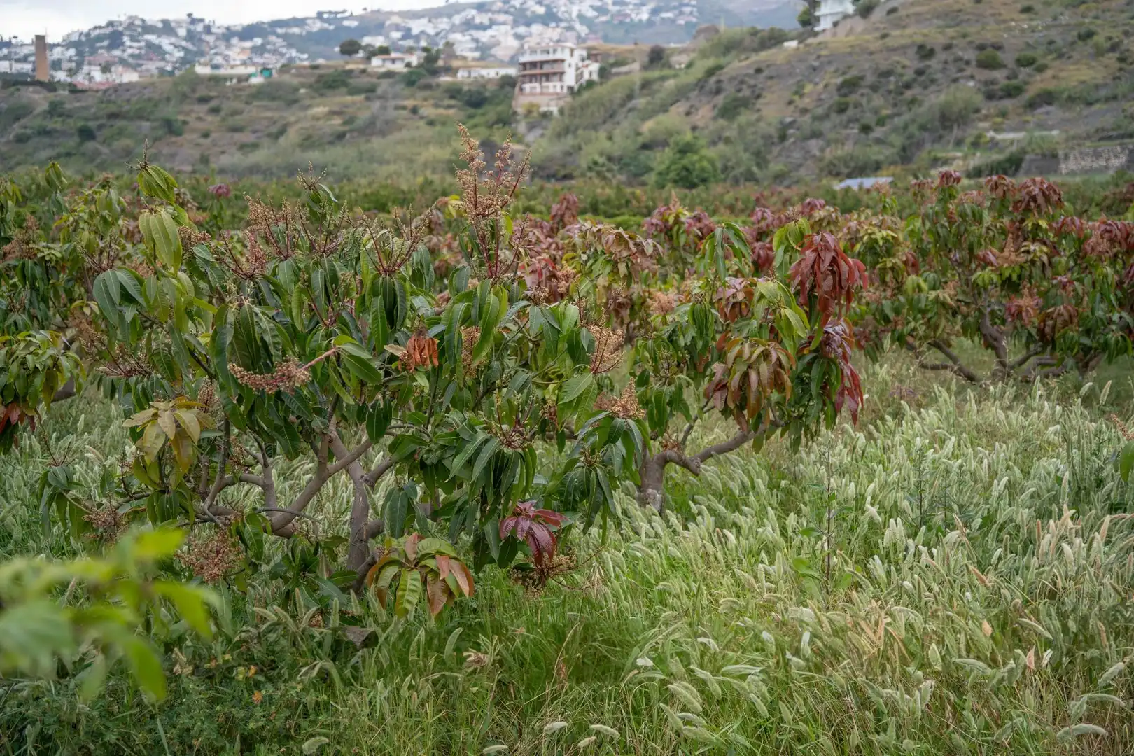 Terreni e lotti in vendita a CARRETERA MALAGA (CAL) 74, imagen 19