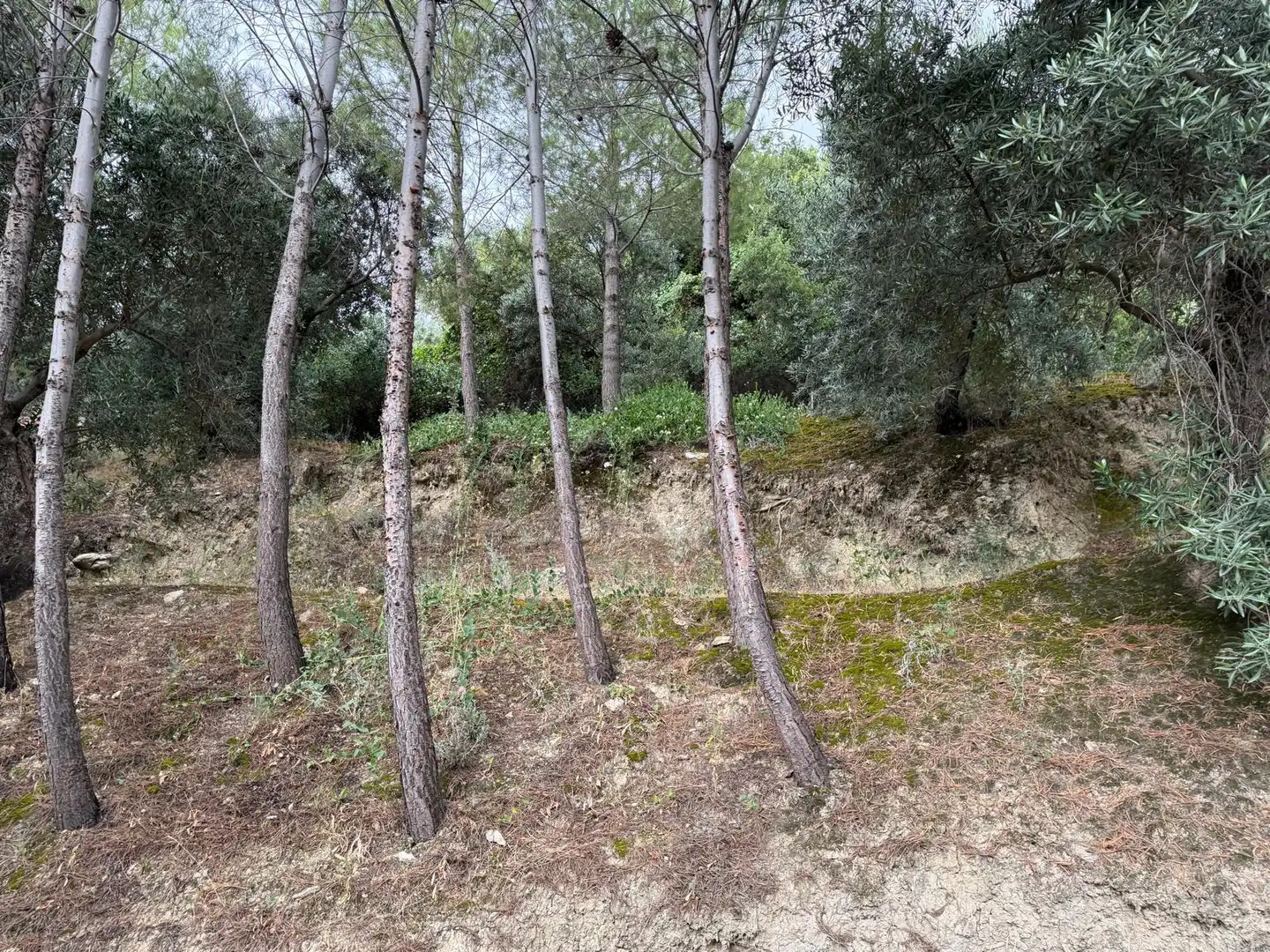 Country house zum Verkauf in Jaén mit Privatgarten, Terrasse und Schwimmbad