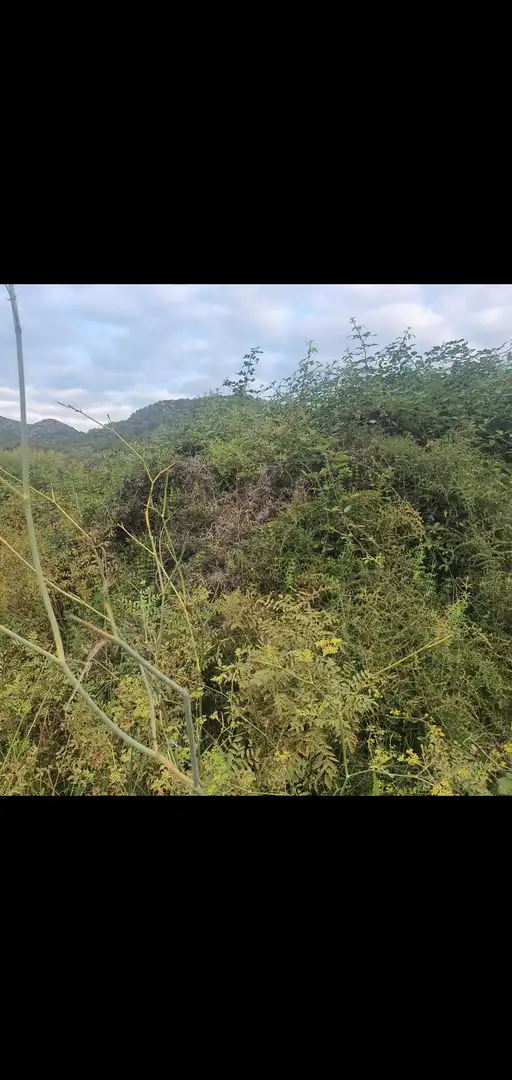 Terreno rústico en venta en Benifallet, imagen 4