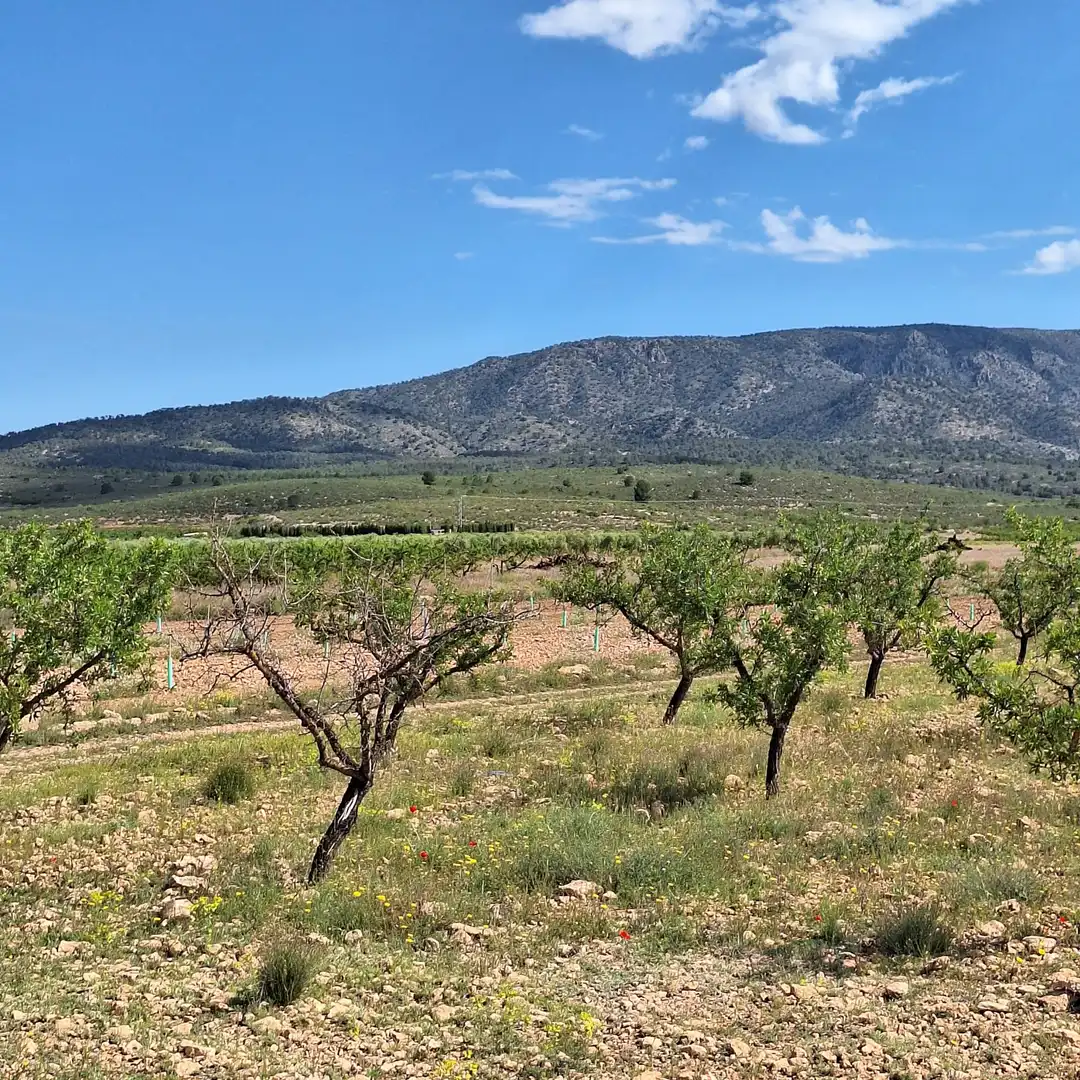 Wohnbaugrundstück zum Verkauf in El Pinós / Pinoso, imagen 9