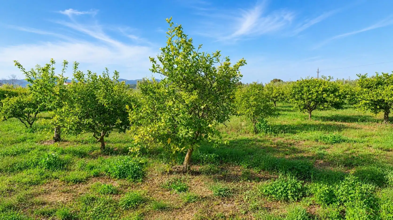 Country homes for sale in Alcanar  with Private garden and Community pool