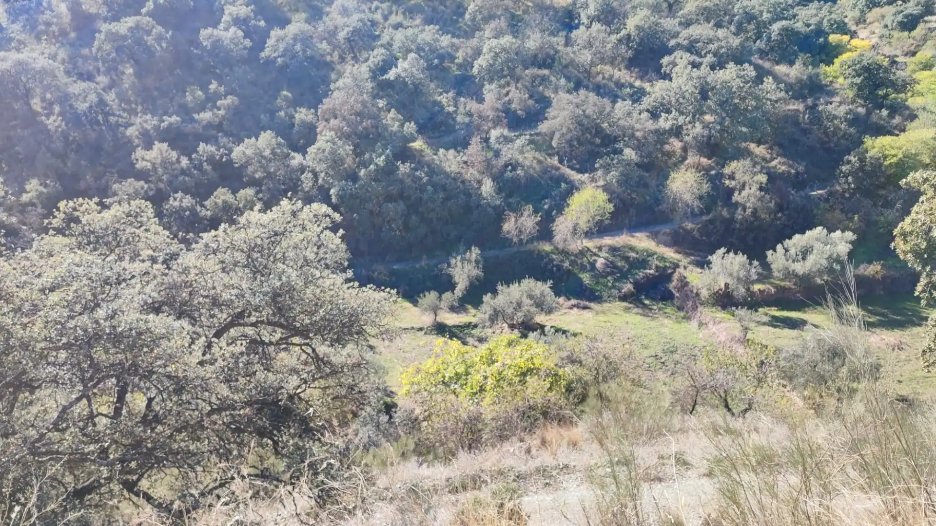 Land for sale in Alcudia de Monteagud
