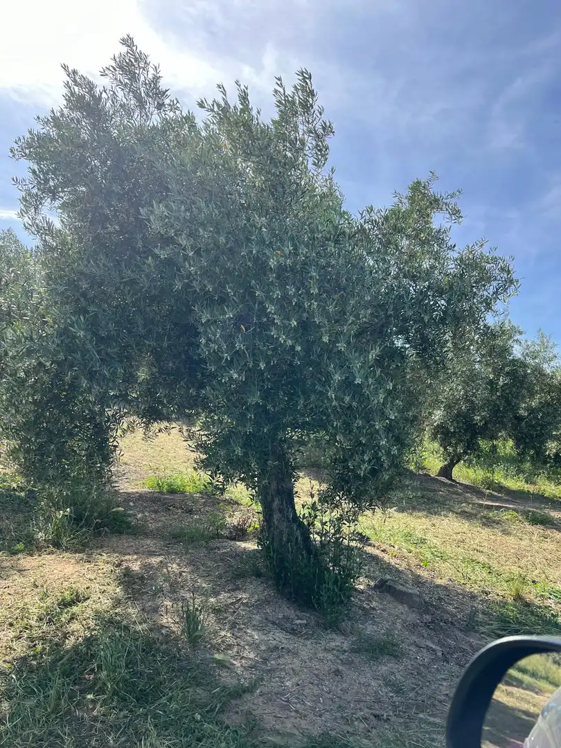 Garten von Grundstücke zum Verkauf in Fuente-Tójar