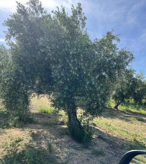 Foto 2 de Terreny en venda a Fuente-Tójar, Córdoba