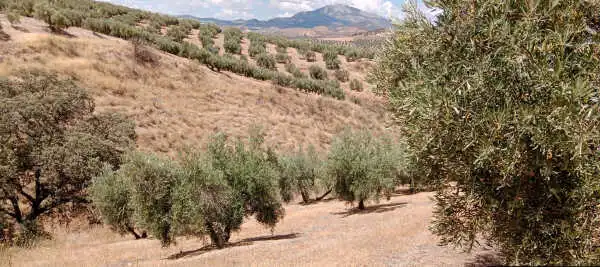 Terreny rústic en venda a Paraje Caicena 2, imagen 4