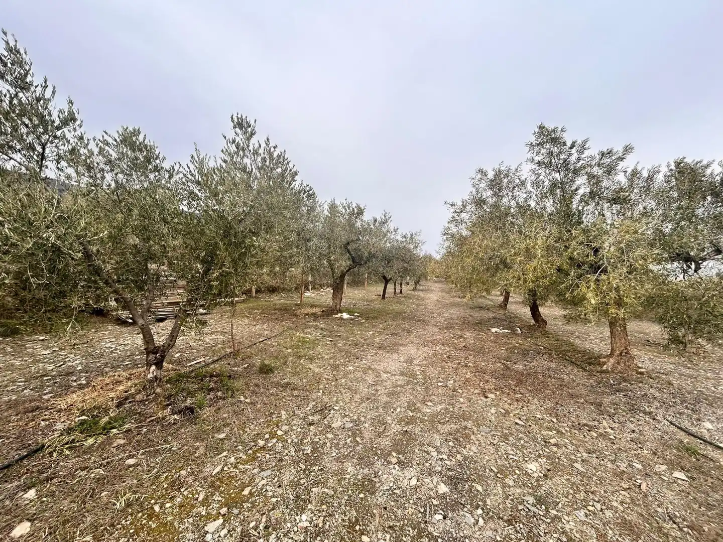 Finca rústica en venda en Abrucena
