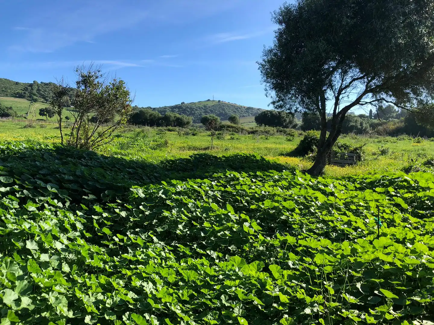 Country house for sale in Vejer, imagen 12