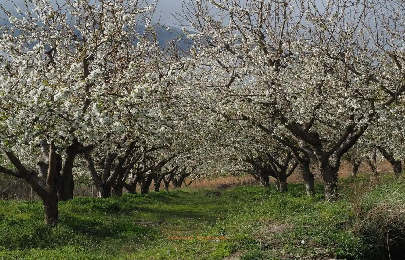 Jardí de Casa o xalet en venda en Capileira