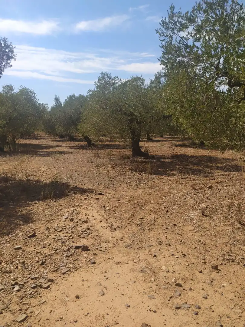 Terreny rústic en venda a Montbrió del Camp, imagen 5