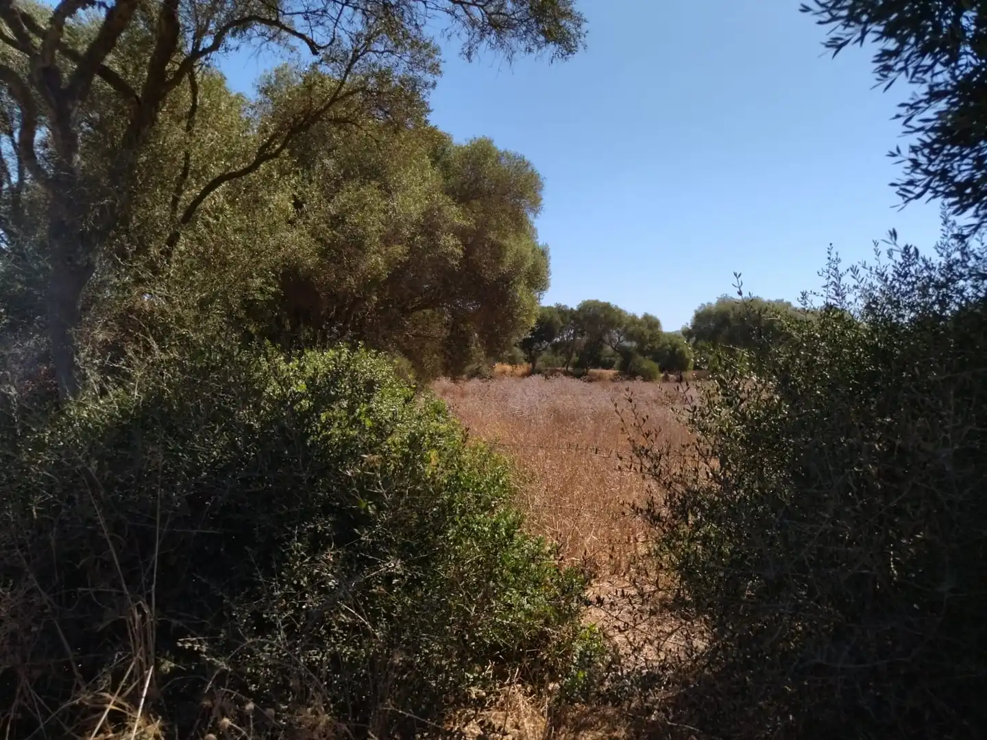 Terreno rustico in vendita a Zahora, imagen 3