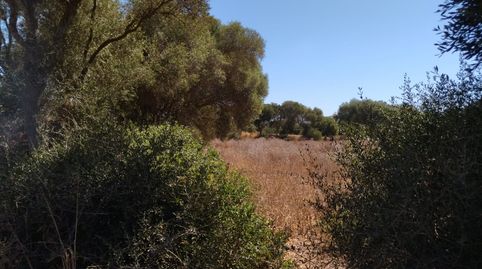 Parcela en Playa Mangueta, image 3