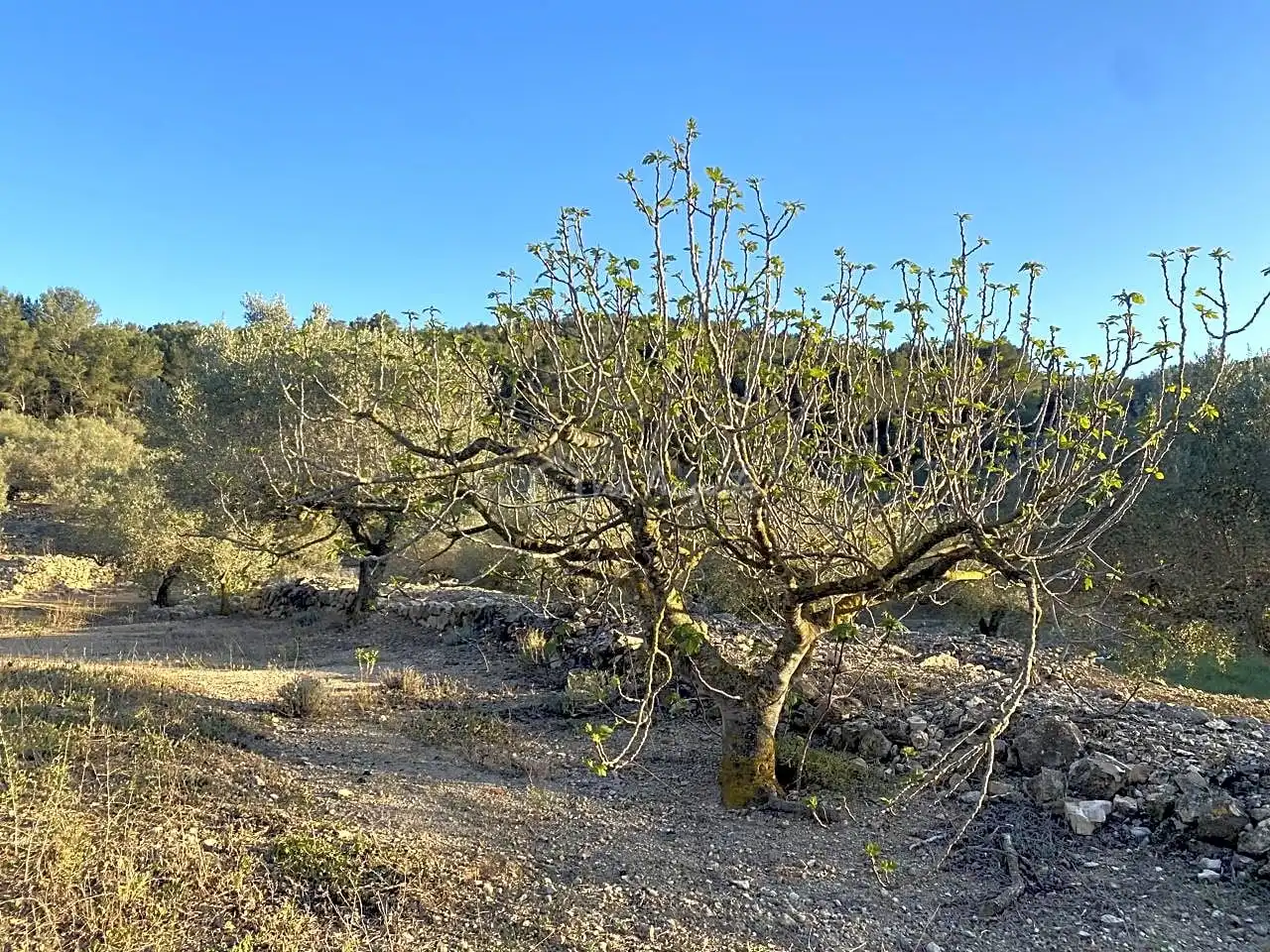 Terreno rustico in vendita a Aubach, imagen 21