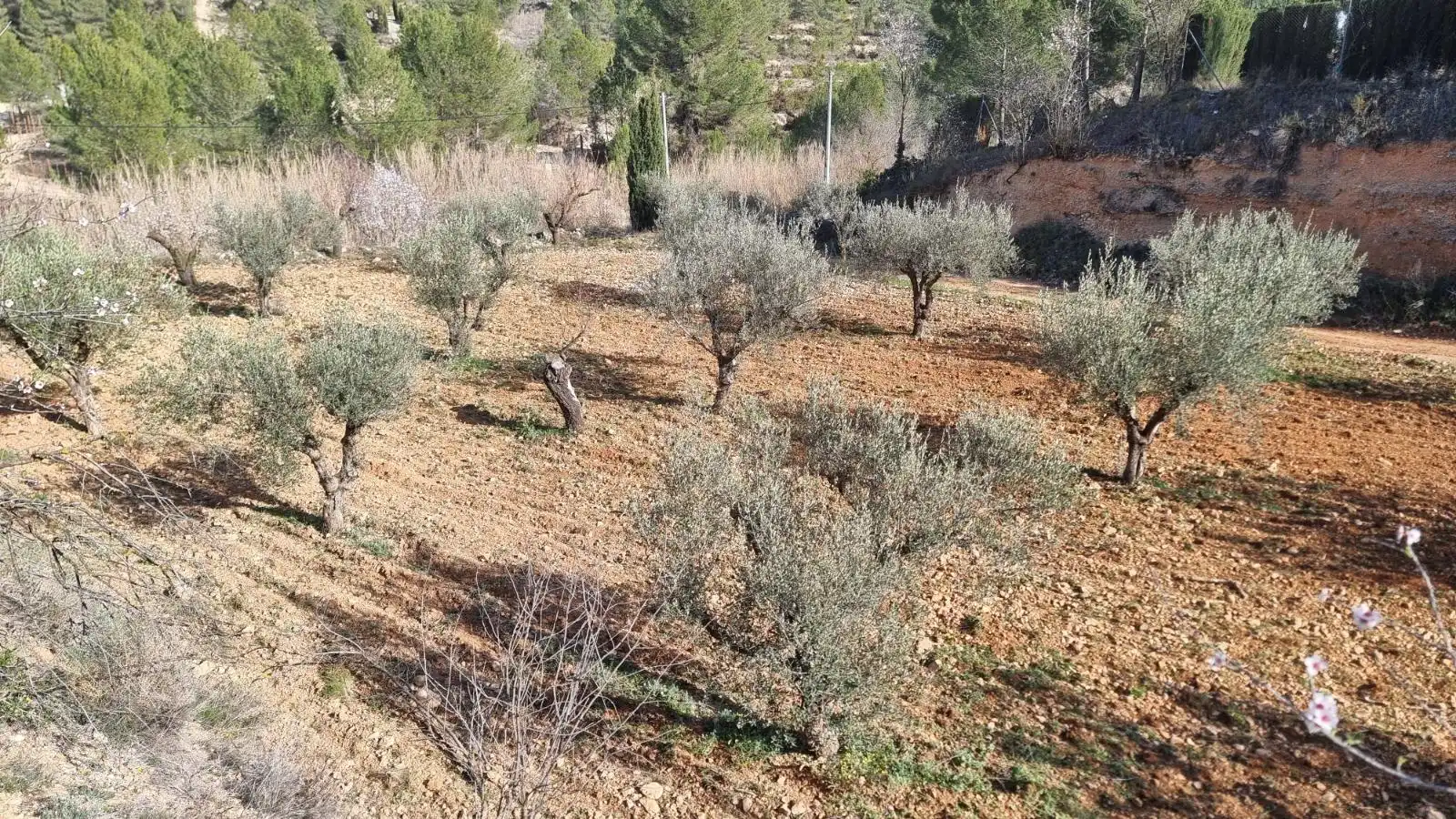 Terrenys i solars en venda a Camino UCENDA POLIGONO 16 PARCELAS 97 Y 98, imagen 4