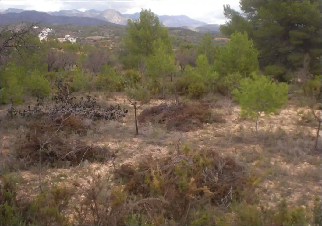 Terreno rustico in vendita a Partida Palomera Cabo La Losa POL 2