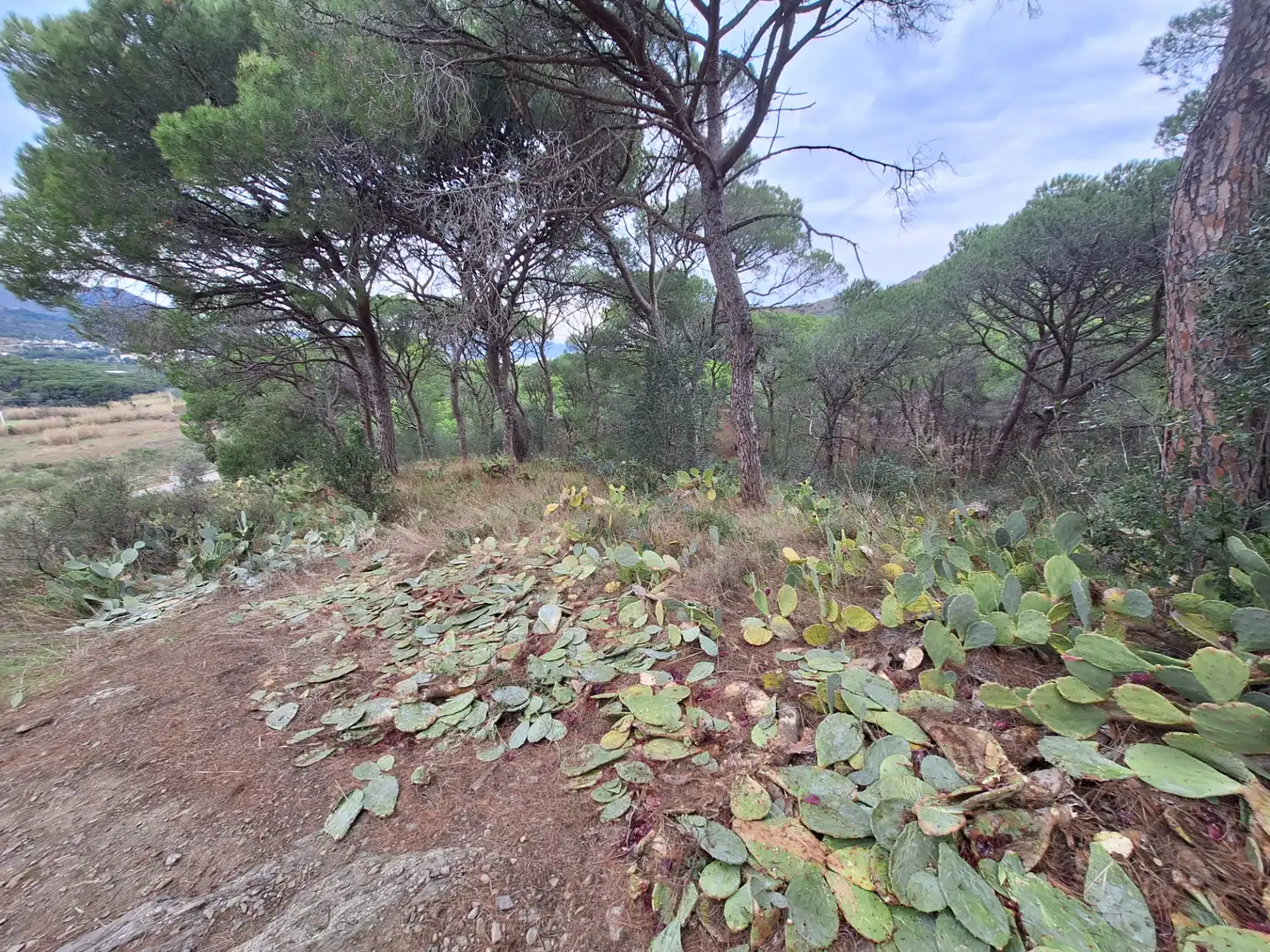 Rural land for sale in El Port de la Selva, imagen 3