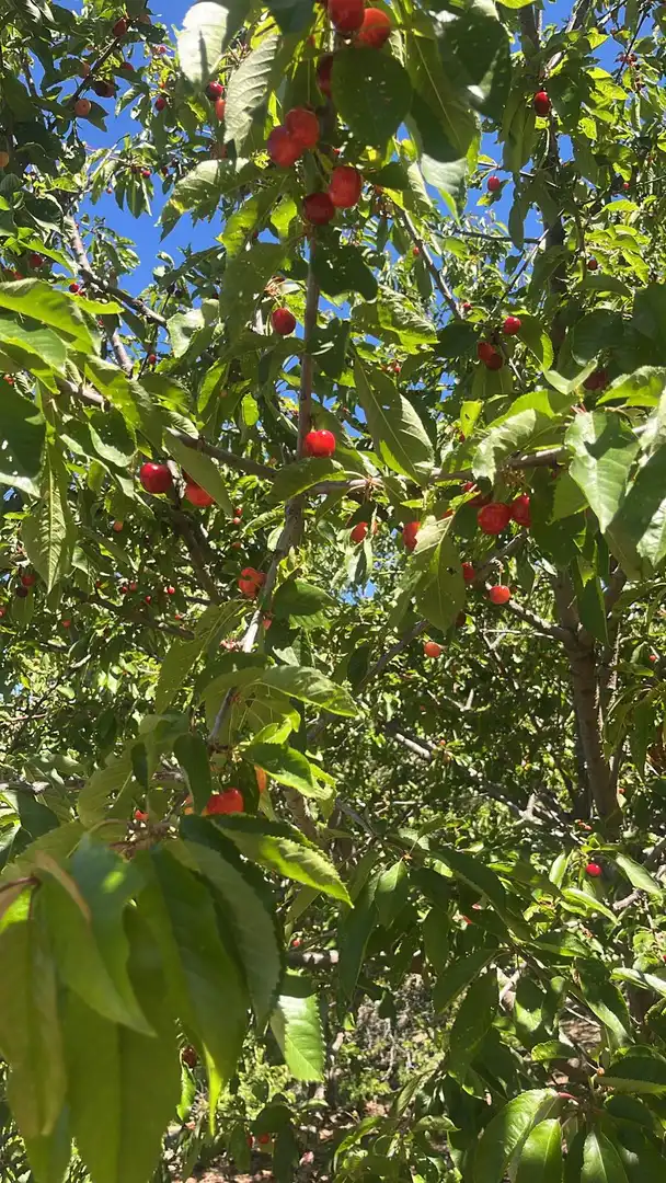 Terreni e lotti in vendita a Nigüelas, imagen 7
