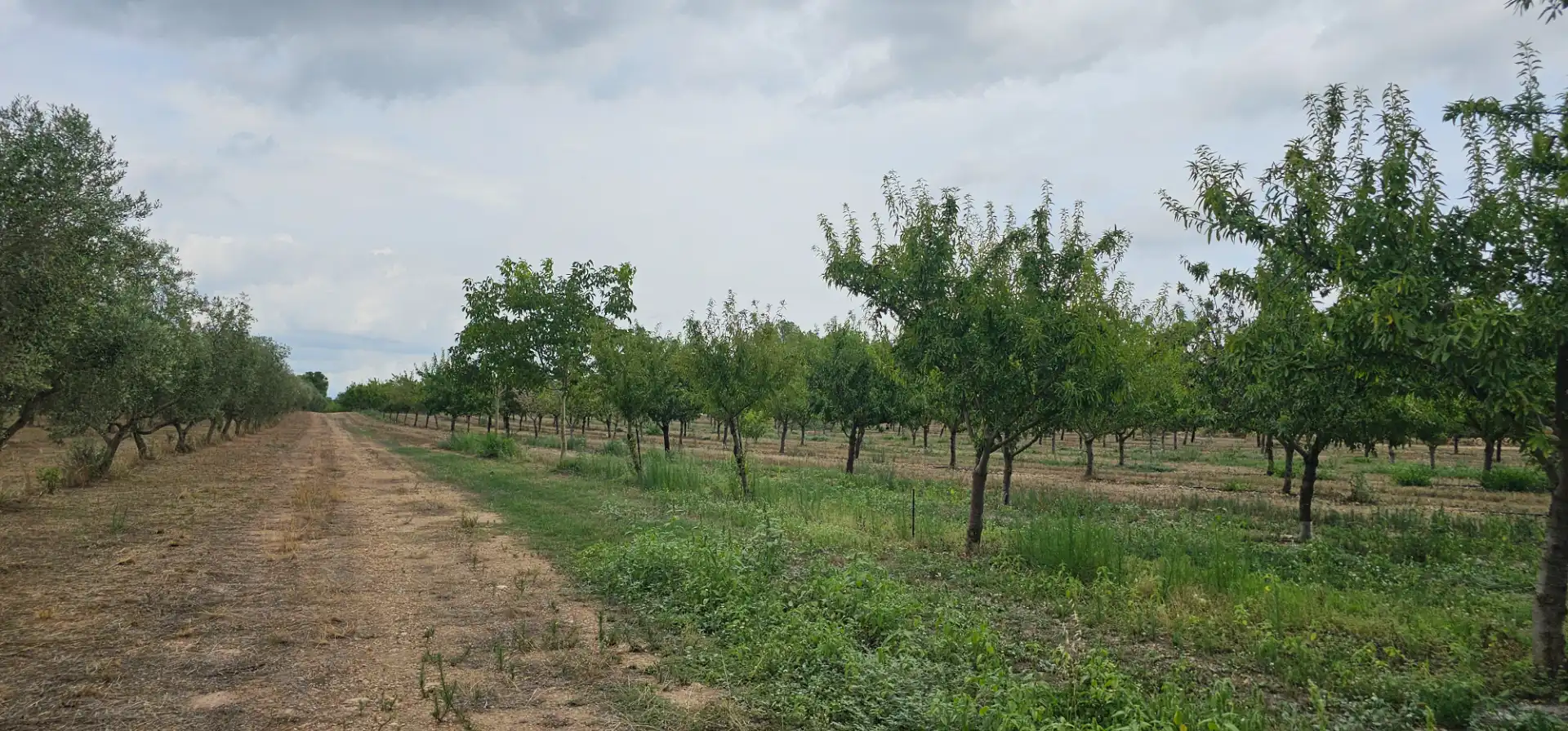 Land for sale in Móra d'Ebre