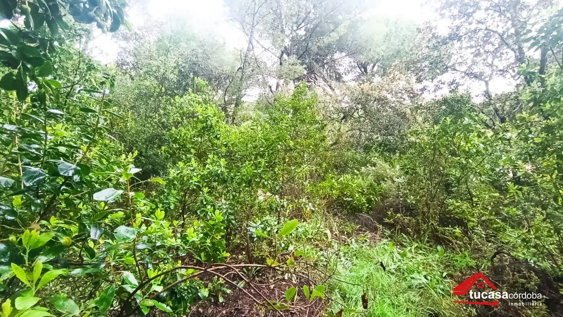 Houses for sale in  Córdoba Capital