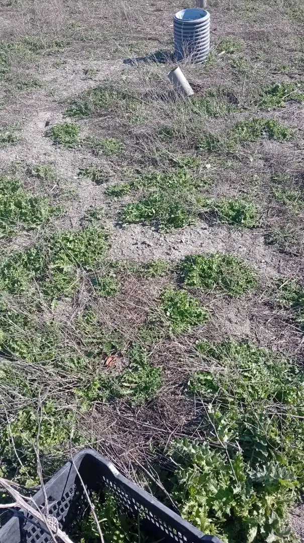 Terreno rustico in vendita a Pedanías - Extrarradio, imagen 5