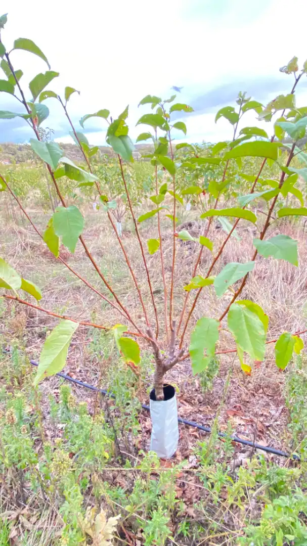 Terreni e lotti in vendita a Gargüera, imagen 2
