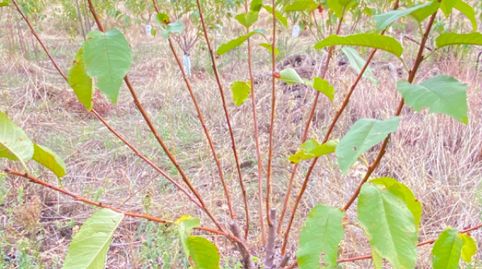 Foto 2 de Terreny en venda a N/a, Gargüera, Cáceres