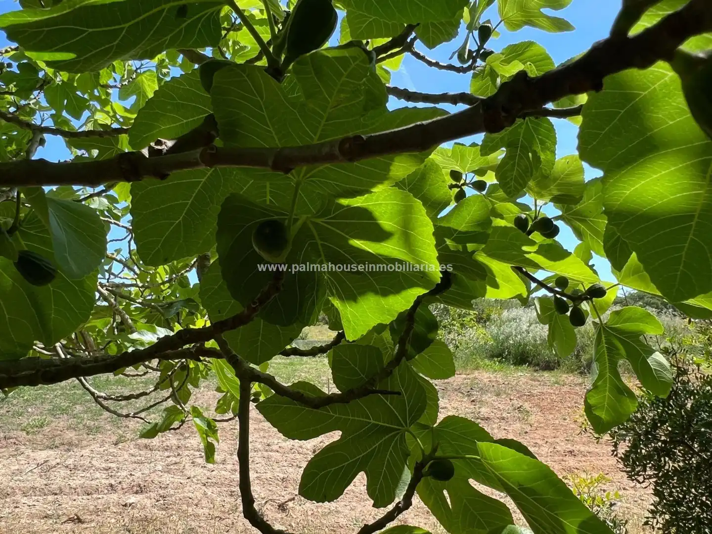 Garten von Country house zur Miete in Muro mit Klimaanlage, Heizung und Privatgarten