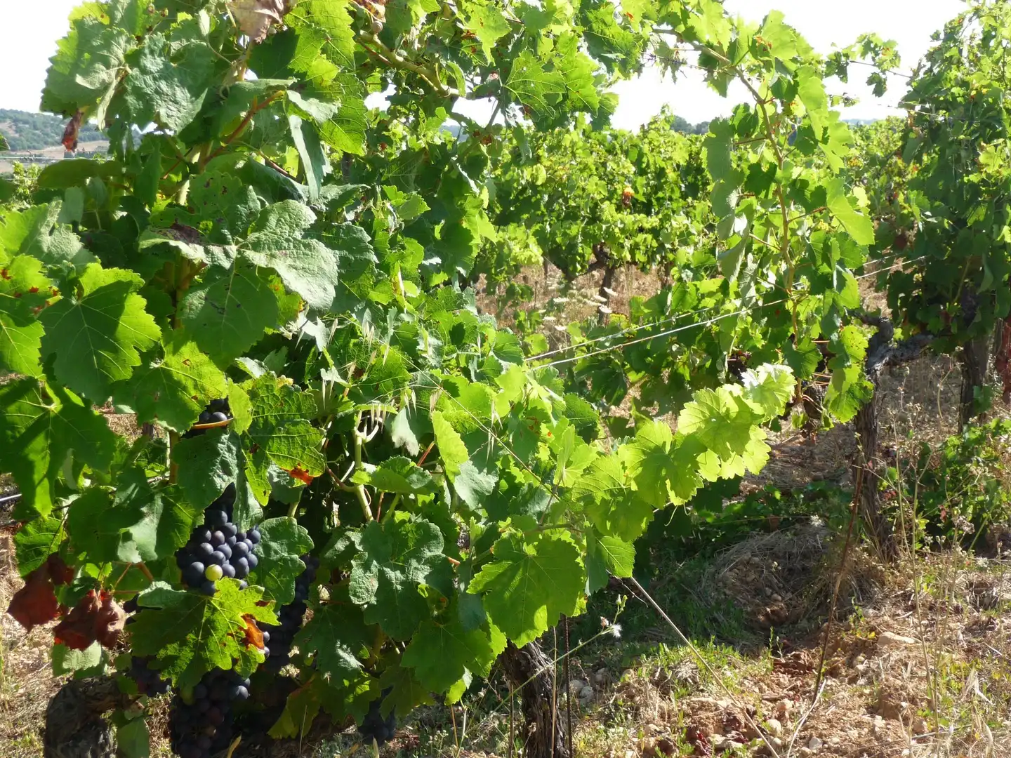 Terreno rustico in vendita a Algaida, imagen 15