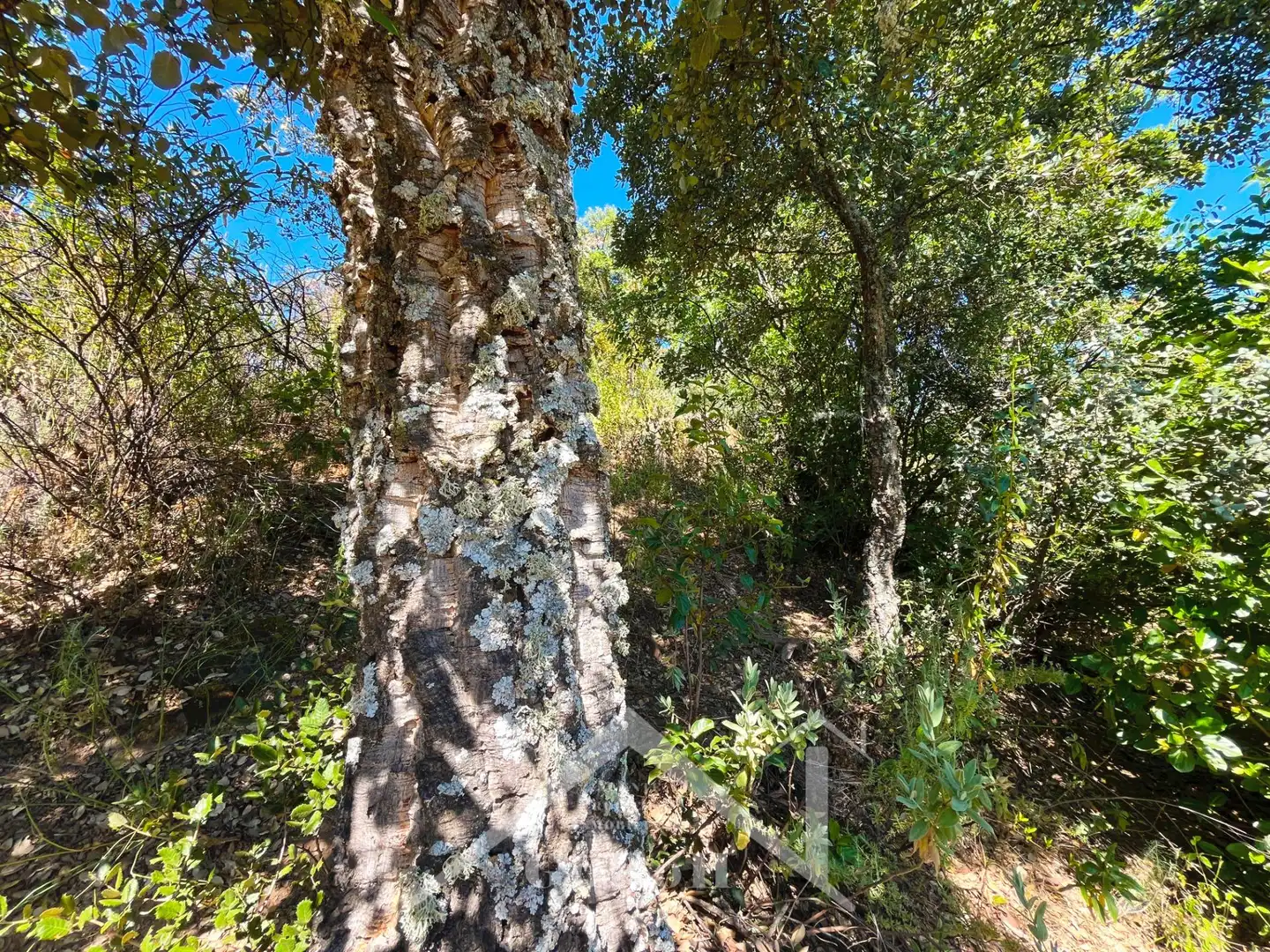 Außenansicht von Grundstücke zum Verkauf in Constantina