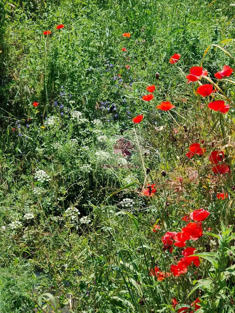 Jardí de Casa o xalet en venda en Alanís amb Jardí privat, Terrassa i Traster