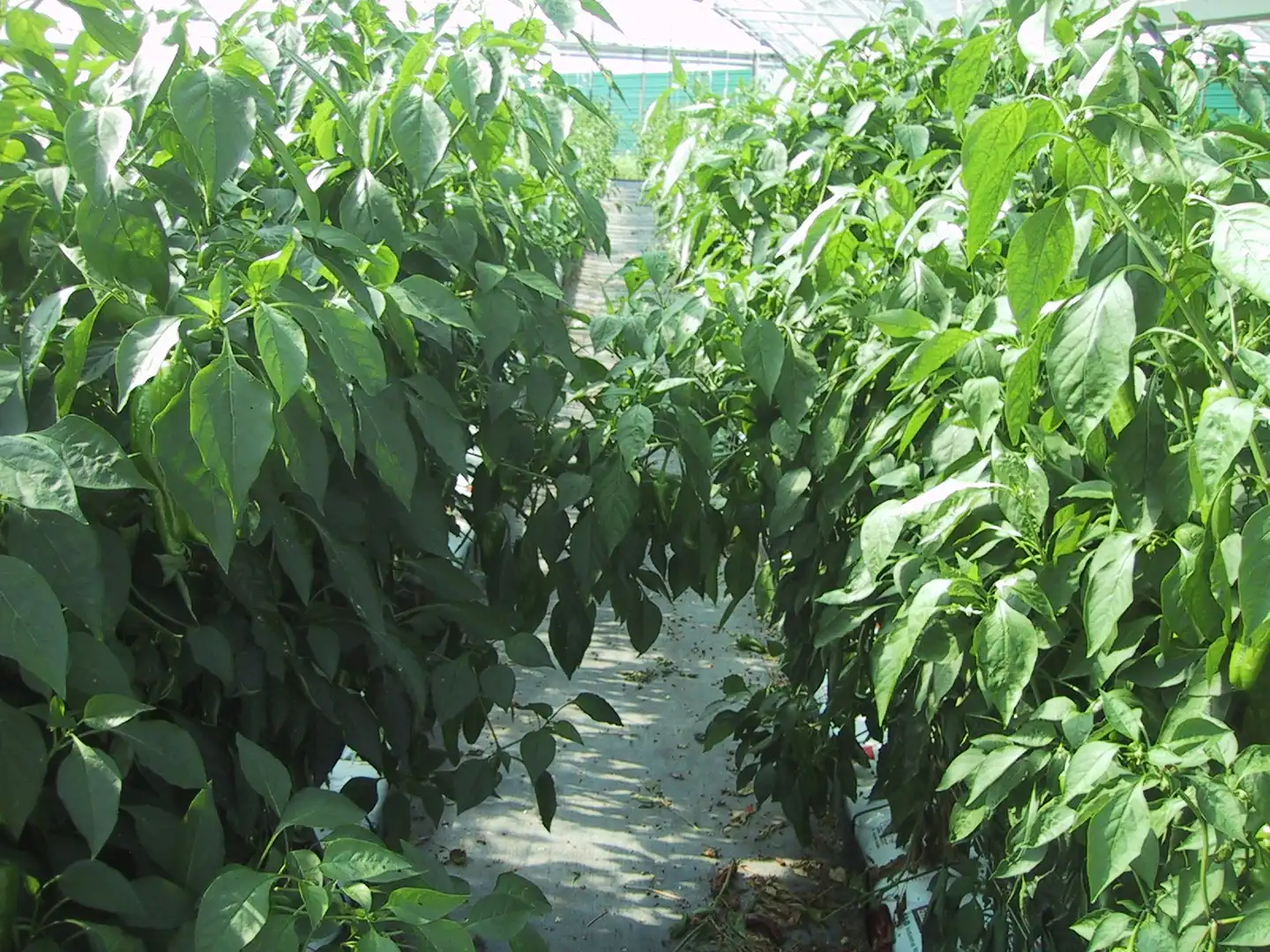 Garden of Land for sale in Donostia - San Sebastián 