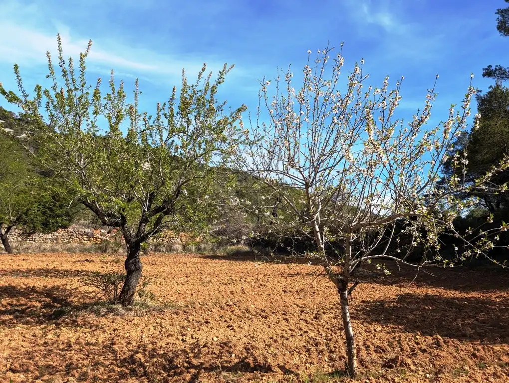 Terreni e lotti in vendita a Fuentespalda, imagen 8
