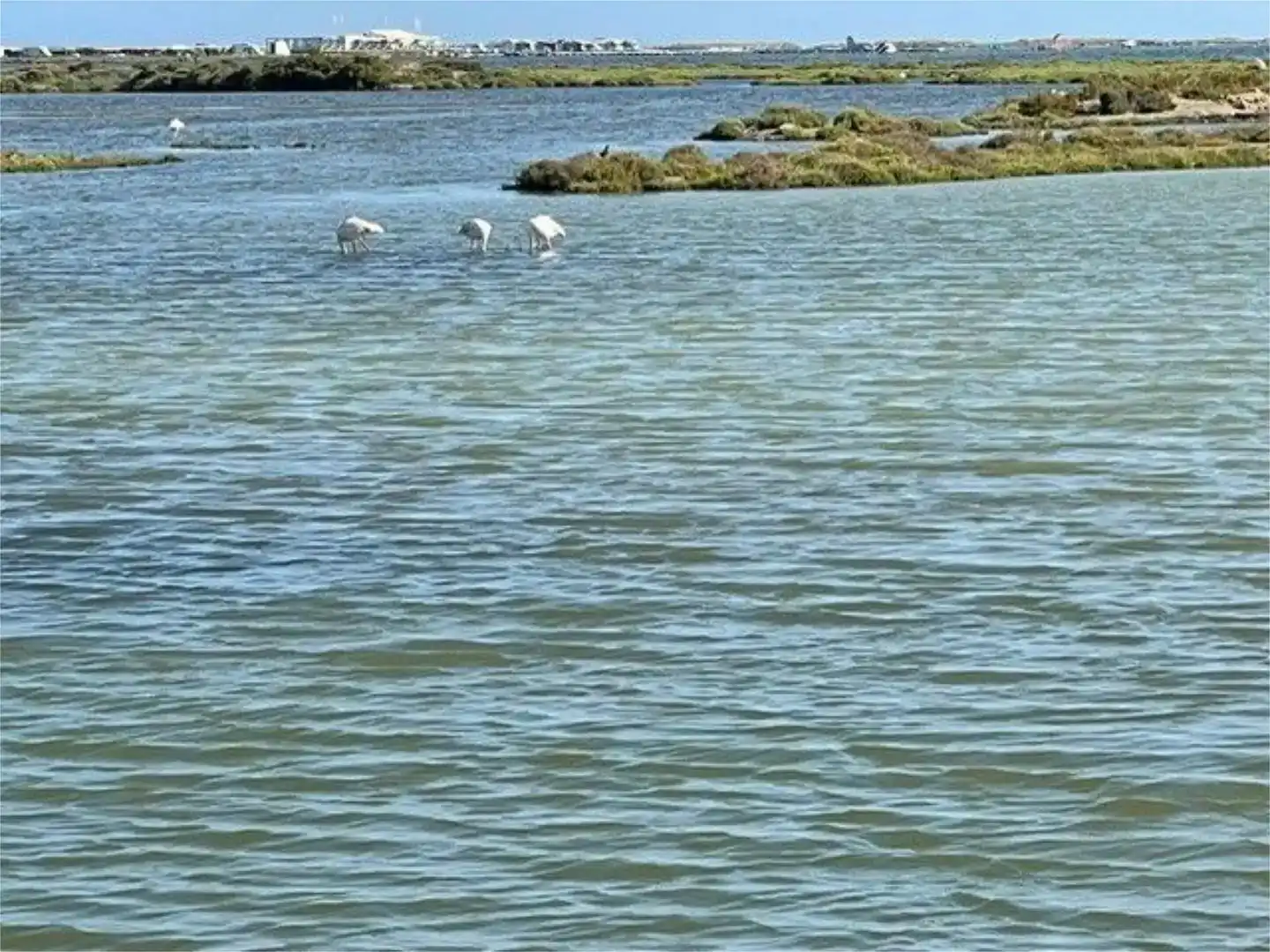 Vista exterior de Casa o xalet en venda en Amposta amb Aire condicionat i Piscina