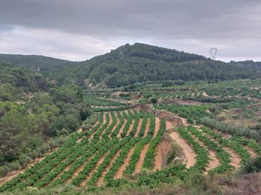 Terreno rústico en venta en Carretera Albinyana 7