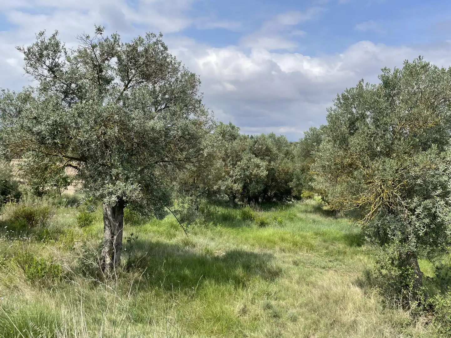 Rustikales Grundstück zum Verkauf in Murillo de Río Leza - EL QUIÑON, imagen 6
