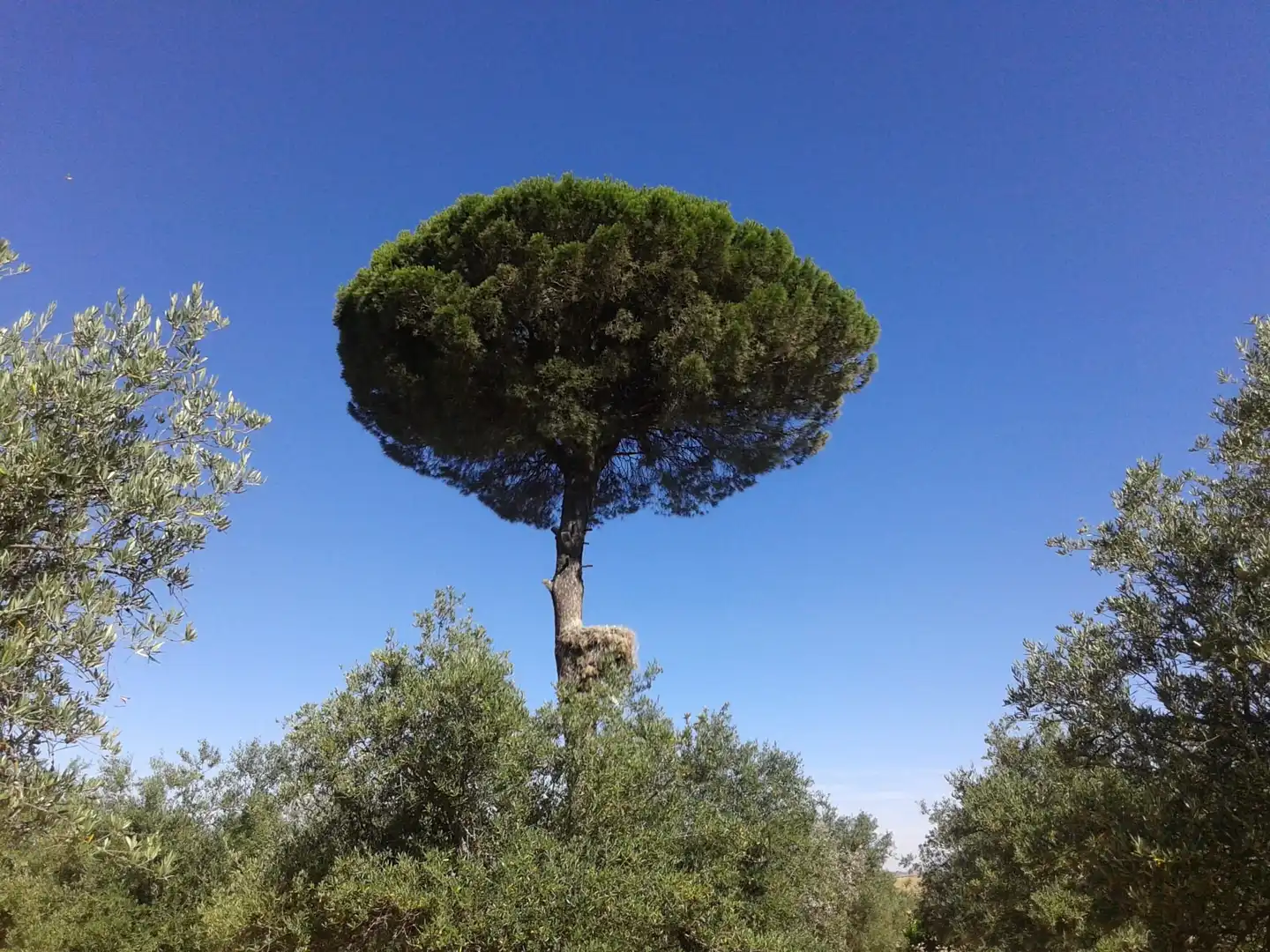 Terreni e lotti in vendita a Madroñera, imagen 6