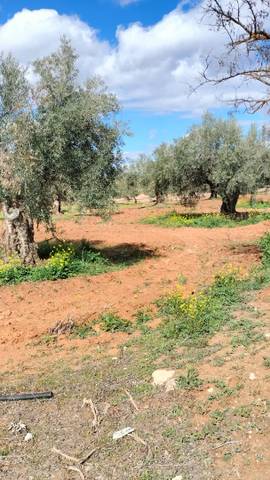 Terreno en Venta en Ventas de Huelma