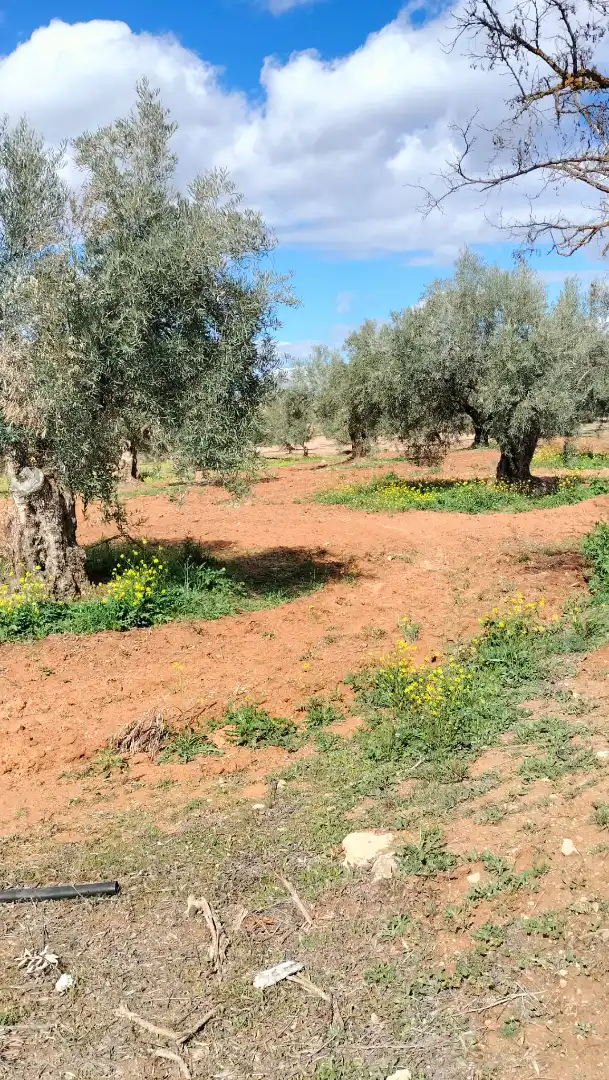 Terreno en venta en Ventas de Huelma